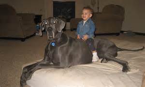 Biggest Dog In The World Meet George The 7ft Long Great Dane Whos