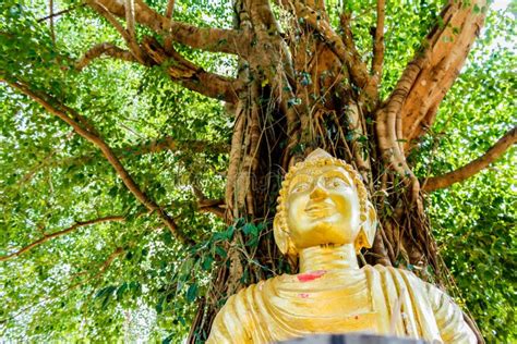Buddha Image Under Bodhi Tree Stock Image Image Of Meditating