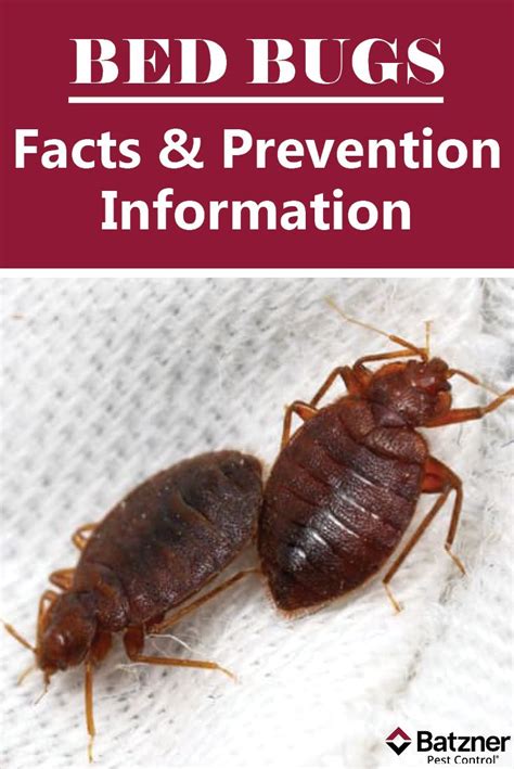 Bed Bug Facts And Information For Prevention Bed Bugs Natural Health