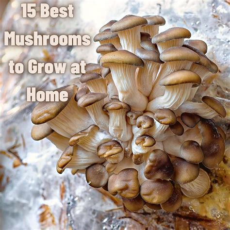 Growing Mushroom Appreciation