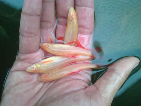 Harga ikan hias kami adalah harga grosir yang jauh lebih murah yang bisa daripada dengan tempat lainnya. JUAL IKAN HIAS CANTIK MURAH BERKUALITAS: GROSIR ANEKA IKAN ...