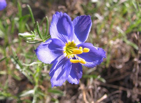 Id Blue Texas Wildflower Six Petals Yellow Stamen Flowers Forums