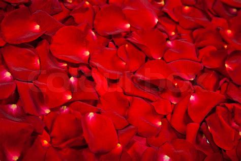 Background Of Red Rose Petals Stock Image Colourbox