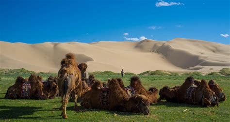 Mongolie Le Désert De Gobi Nature Insolite