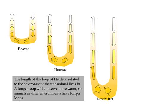 Long loop of henle allows greater concentration of urine resulting in greater conservation. 25 DIAGRAM FOR NEPHRON - * Diagram