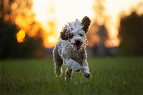 Zu spanischer wasserhund hundefutter liegen aktuell über 148 unabhängige bewertungen vor. Spanischer Wasserhund: Charakter, Haltung & Pflege