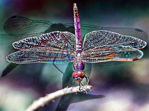 Rainbow Dragonfly Insects And Butterflies Pinterest
