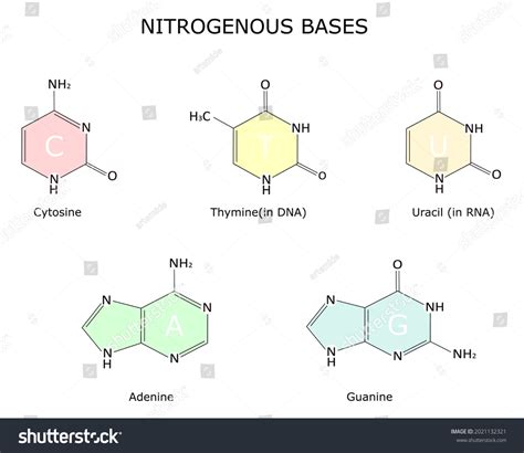 Chemical Strutture Purine Pyrimidine Nitrogenous Bases Stock Vector