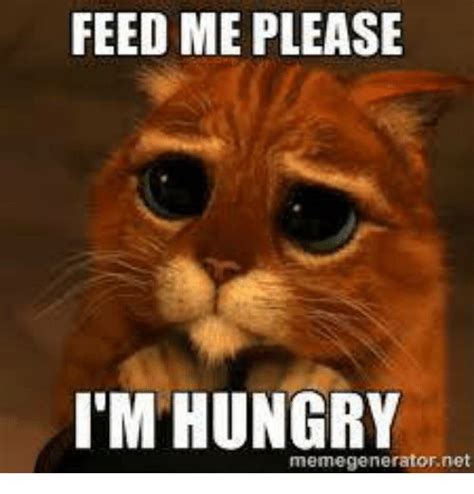 Hungry Funnny Google Search Hungry Meme Shrek Cat Sorry Memes