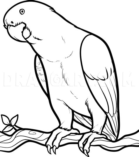 How To Draw An African Grey African Grey Parrot Step By Step Drawing