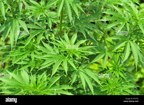 Mature Cannabis Plant Hi Res Stock Photography And Images Alamy