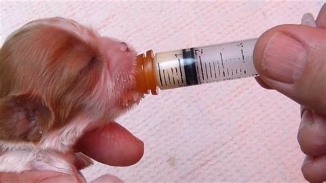 Using A Syringe To Feed A Newborn Puppy Youtube