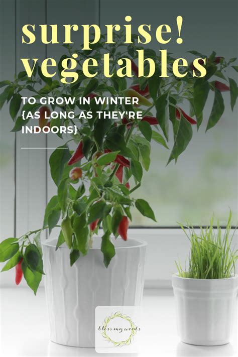 Robust vegetables like kale, brussels sprouts, beetroot and turnips shrug off the worst of the weather, with no adverse effect on flavour. Surprise! Vegetables To Grow In Winter {As Long As They're Indoors}