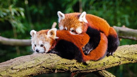 4 Fakta Unik Panda Merah Yang Membingungkan Para Ahli Page 2