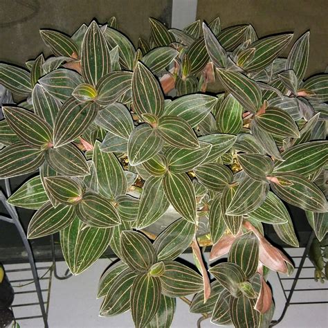 The flowers, small and white with bright yellow centers and pink stems, can last a month or more. Ludisia discolor AKA jewel orchid | Jewel orchid, Orchids ...