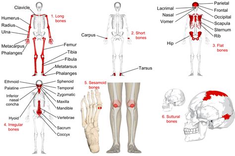 Major Bones In The Human Body Skeletal System My Science Portfolio
