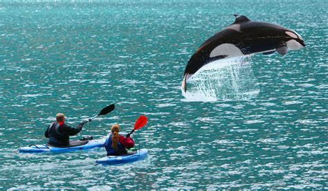 Orca Whale Watching Via Sea Kayakingso Much Fun Orcas Delfines