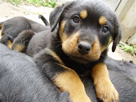 Die kleinen racker sind jetzt 7 wochen alt und 2 hündinnen suchen ab 11. Bilder von Welpe Rottweiler Hunde Tiere