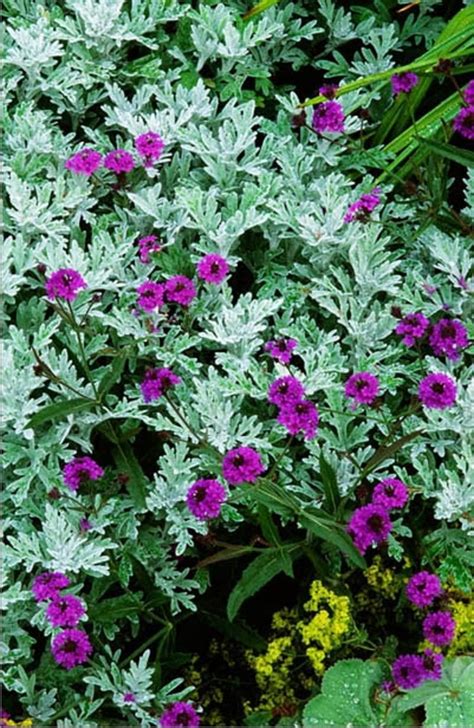 Silver foliage plants vary greatly from trees to ground covers, and from perennials from cooler climates to succulents from warmer areas. Artemesia stelleriana 'Hana'. Verbena rigida. Summer leaf ...