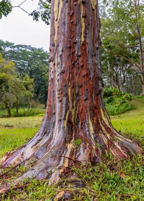 Beautiful Rainbow Eucalyptus Trees In Keahua Arboretum On Kauai Island