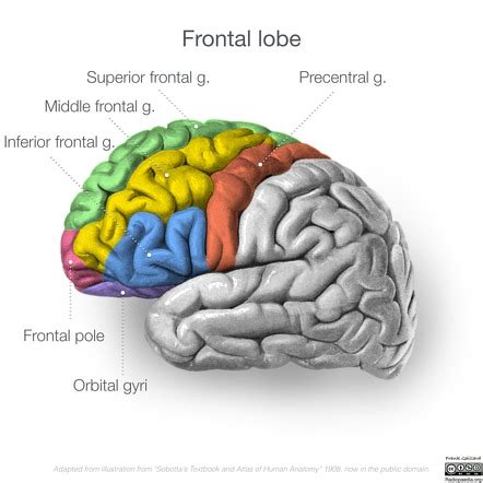 Frontal Lobe Radiology Reference Article Radiopaedia Org