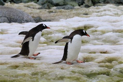Antarktyda Jakie zwierzęta i rośliny żyją na najzimniejszym