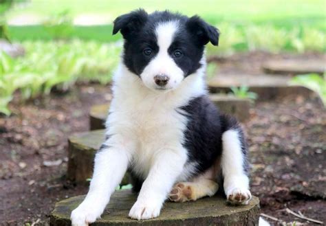 Freyasway Border Collie Puppies For Sale In The Reading Area By Alison