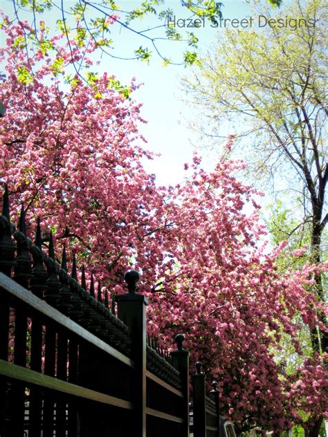 The state tree of missouri. Living in My Pajamas: Pink Spring Trees