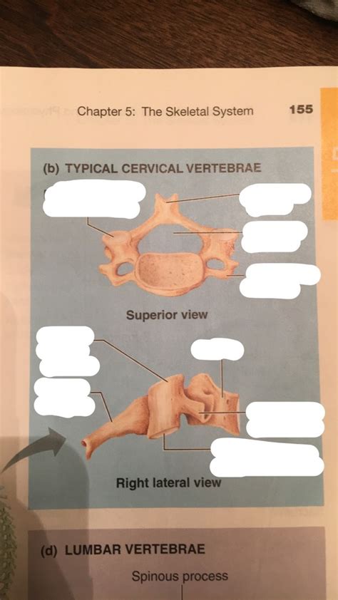 Cervical Vertebrae Superior And Right Lateral Views Diagram Quizlet