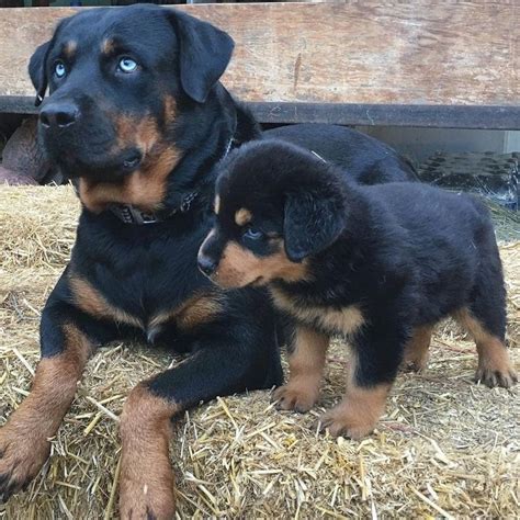 They Have Such Beautiful Blue Eyes 😍💙 📸 Rottiesatthejunkyardblues