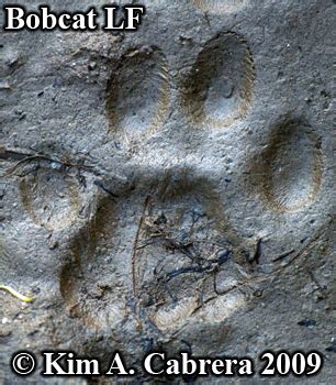Bobcat track width, says elbroch, ranges bobcats are not uncommon in central and western massachusetts, but they are generally solitary great post! Animal Tracks - Bobcat Track Photos (Felis rufus or Lynx rufus) Page 5