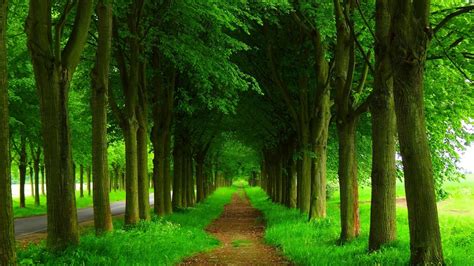 Nature Wallpaper 1600x900 ·① WallpaperTag Nature wallpapers hd desktop wallpapers for 4k ultra hd tv wide ultra widescreen displays dual monitor multi green nature images wallpapers full hd widescreen high res.