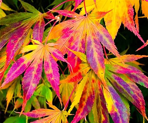 Why Do Leaves Change Color In Fall Iflscience Autumn Leaf Color