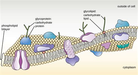 Cell Membranes Biology Basics