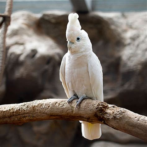 Goffin's cockatoo is a very charming, playful, and perfect companion parrot. Goffin's Cockatoo - Parrot Profile by Parrot Essentials