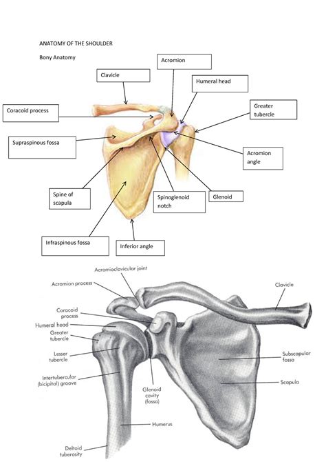 Shoulder Surface Anatomy