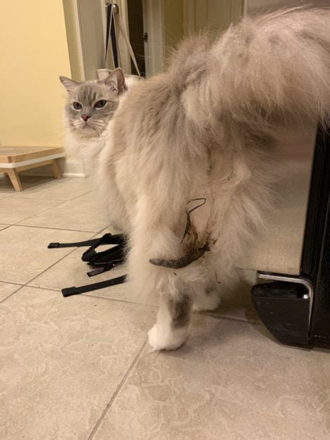 Cat Always Gets Poop Stuck in FurCat Always Gets Poop ...