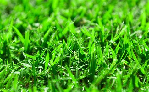 Palisades zoysia is one of the most popular coarse textured zoysia grasses in the united states. Pin on Lawn, It's all about maintenance