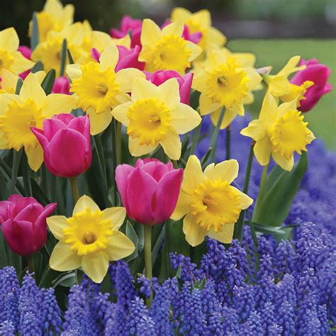 Add Eye Candy To Spring Garden With Bulbs Lake Tahoe