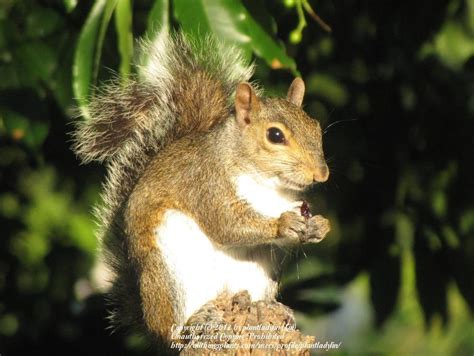 Maybe you would like to learn more about one of these? Keep Squirrels out of Feeders: still won't work - Garden.org