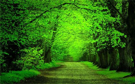 74 Green Forest Backgrounds Wallpapersafari