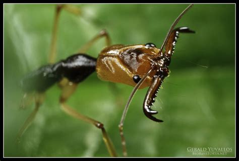 Trap Jaw Ant Portrait Taken Mountain View Cebu City Flickr