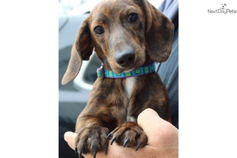 I just added this page to my website. Parker: Dachshund, Mini puppy for sale near Greensboro ...