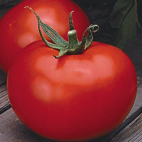 Tomato Better Boy Hybrid 72 Days American Seed Co
