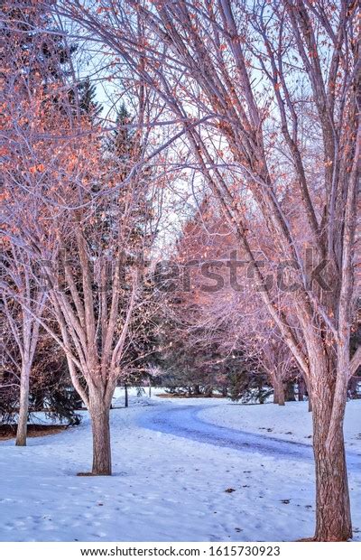 Peaceful Winter Pathway Through Park Stock Photo 1615730923 Shutterstock