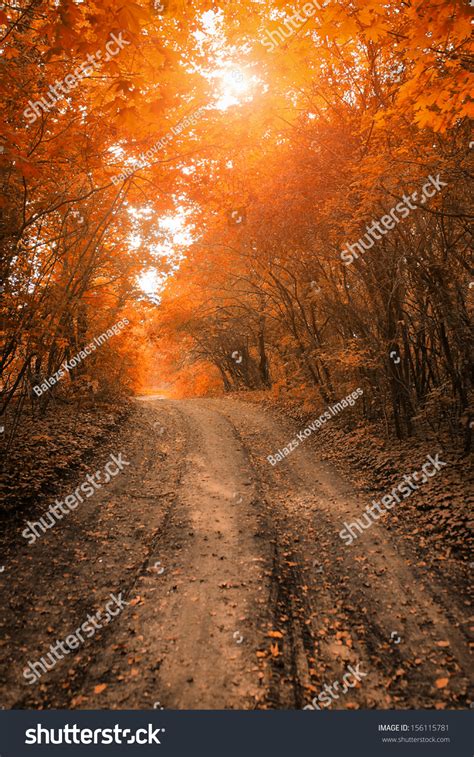 Autumn Forest Road Stock Photo 156115781 Shutterstock