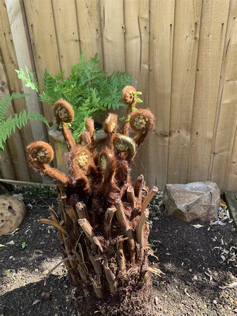 He cut down a tree in the garden. My fiancé planted a tree fern a couple of weeks ago. The ...