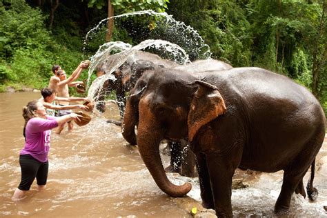 Elephant Sanctuary Bali Cruelty Free - Chiang Mai : Ethical Elephant Sanctuary (Bathing and Chilling) - TakeMeTour
