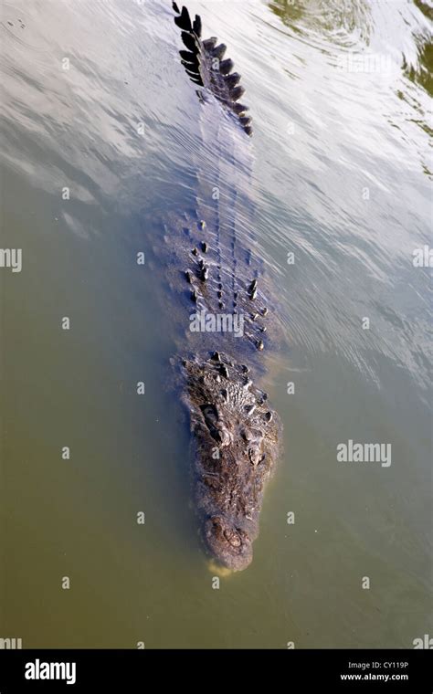 Large American Alligator Swimming Floating Near Water Surface Florida