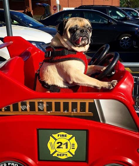 Who Needs A Ride Photo By Mrbubblesthepug By Pugbasement